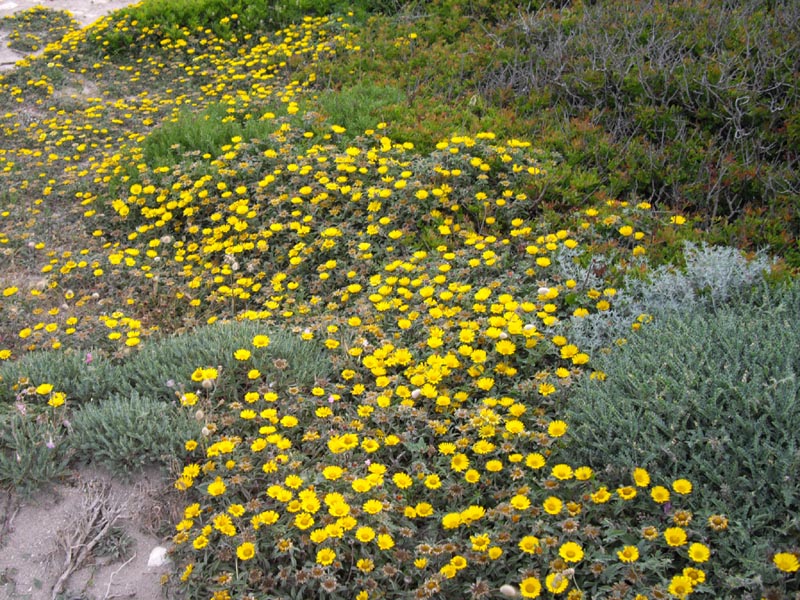 Pallenis maritima & Astragalus massiliensis photo